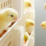 Hatchtrack chicken industry