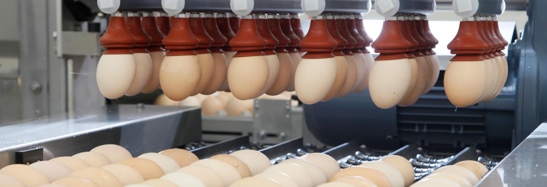 HatchTrack Chicken Traceability